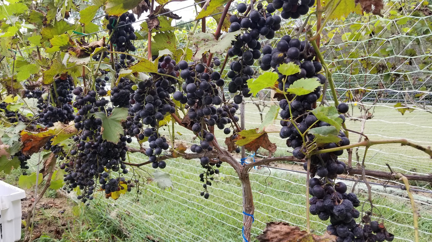 Grapes on the vine and seven acres offsite