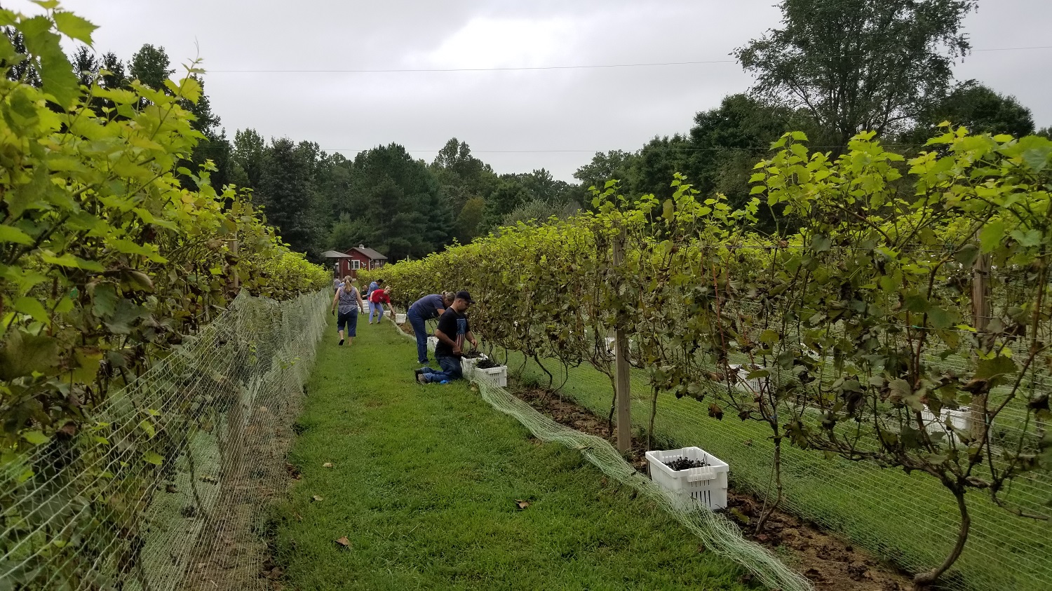 Production starts when we bring in the harvest