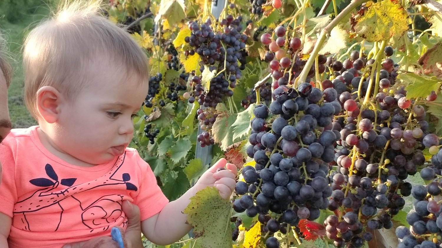 Evelyn and the harvest Our winery is a small family, owned farm