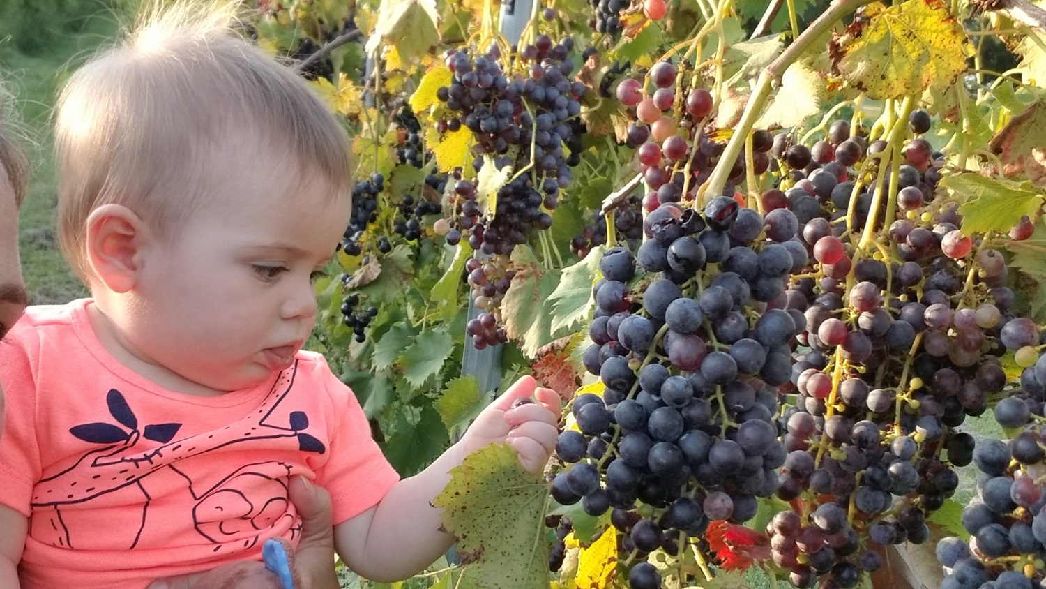 Our winery is a small family, owned farm