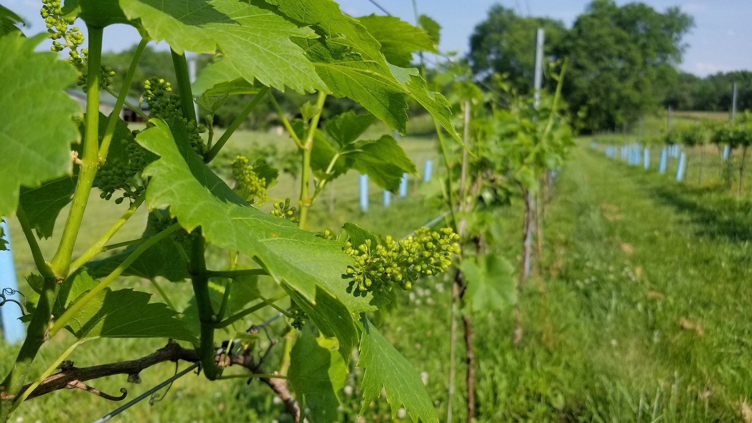 Baby grapes Fruit begins to form