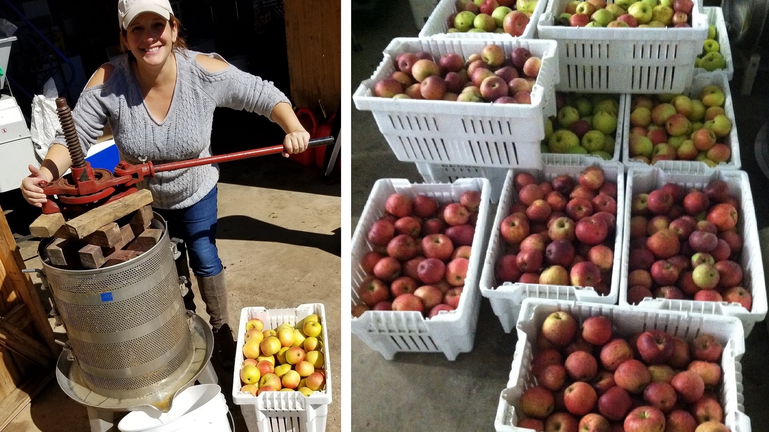 Cider is pressed and fermented similarly to wine