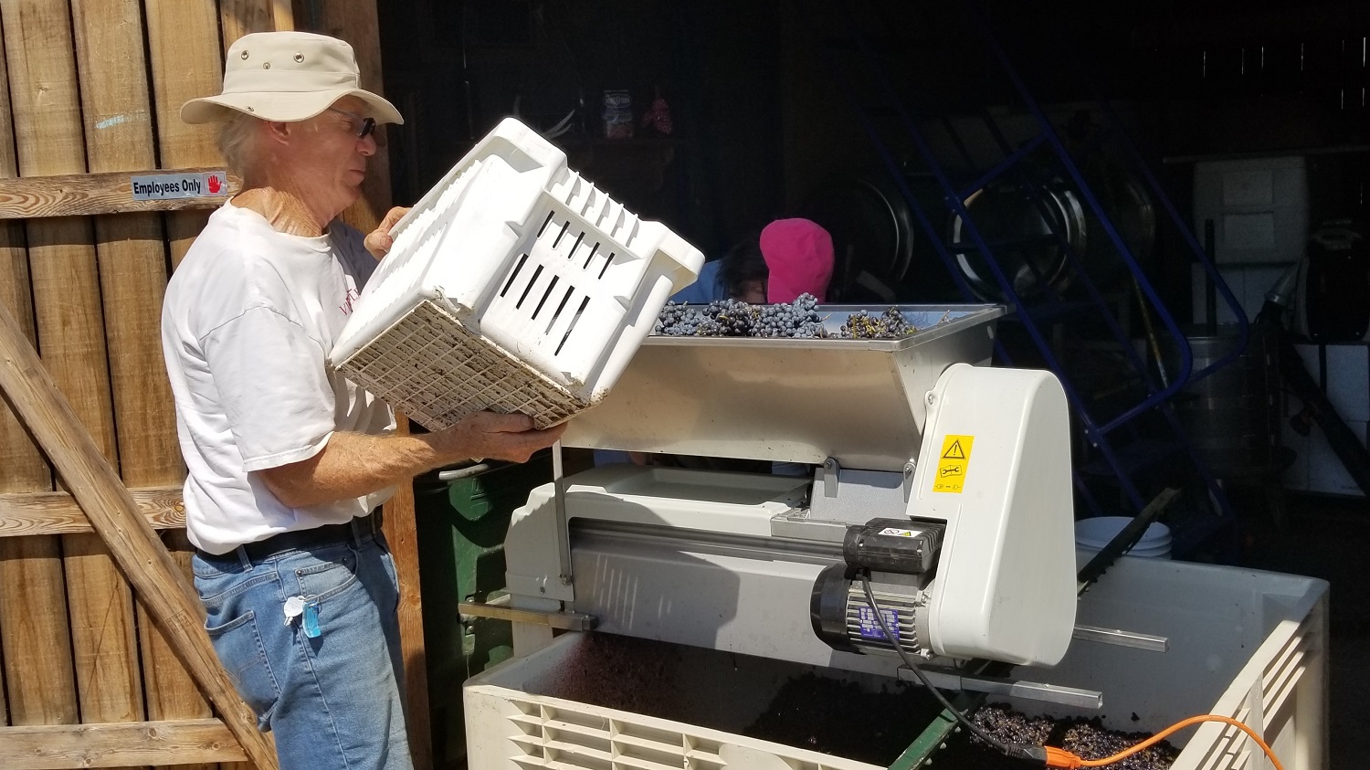 Crushing red grapes