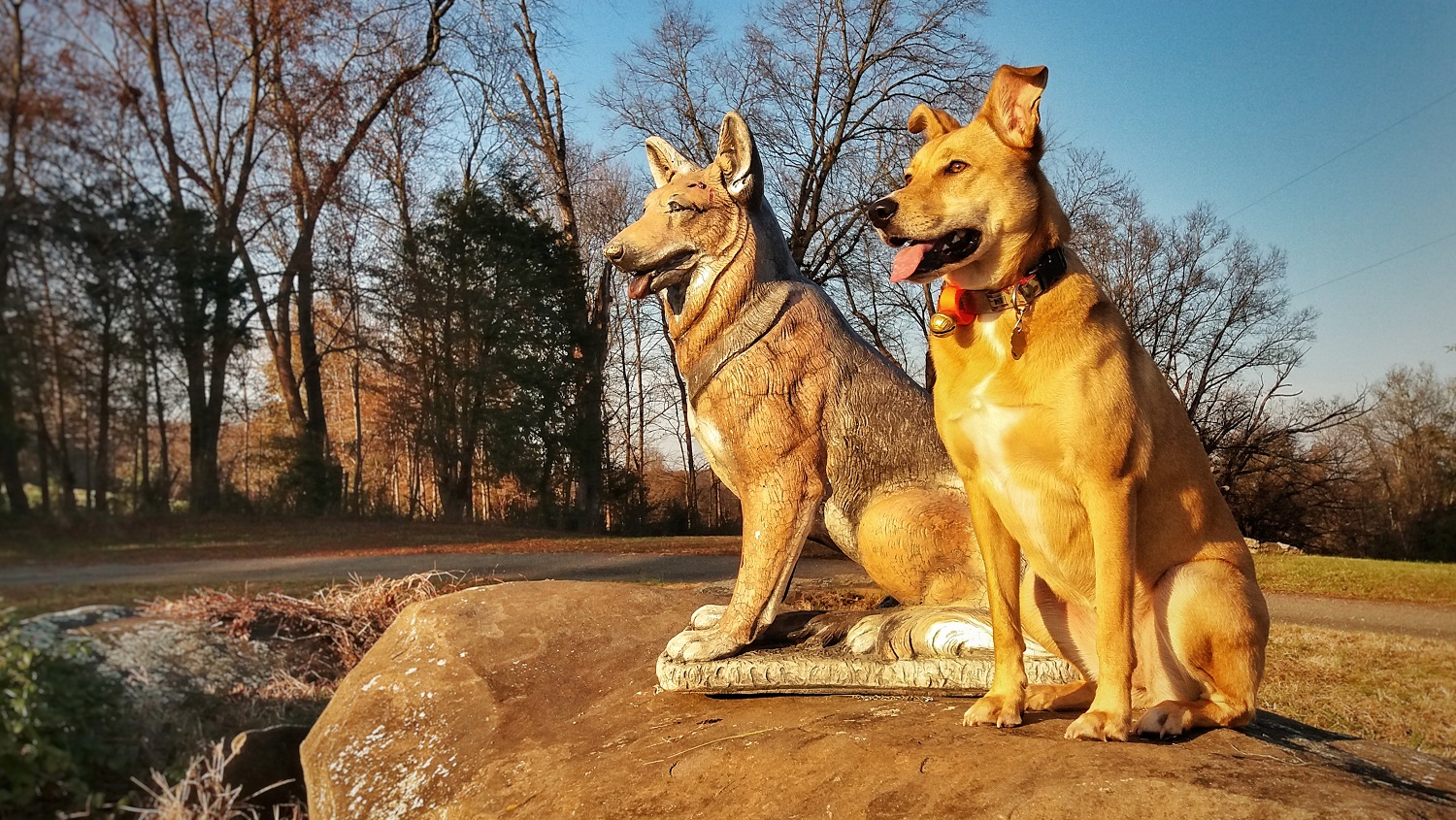 Dog friendly Dog on the rock