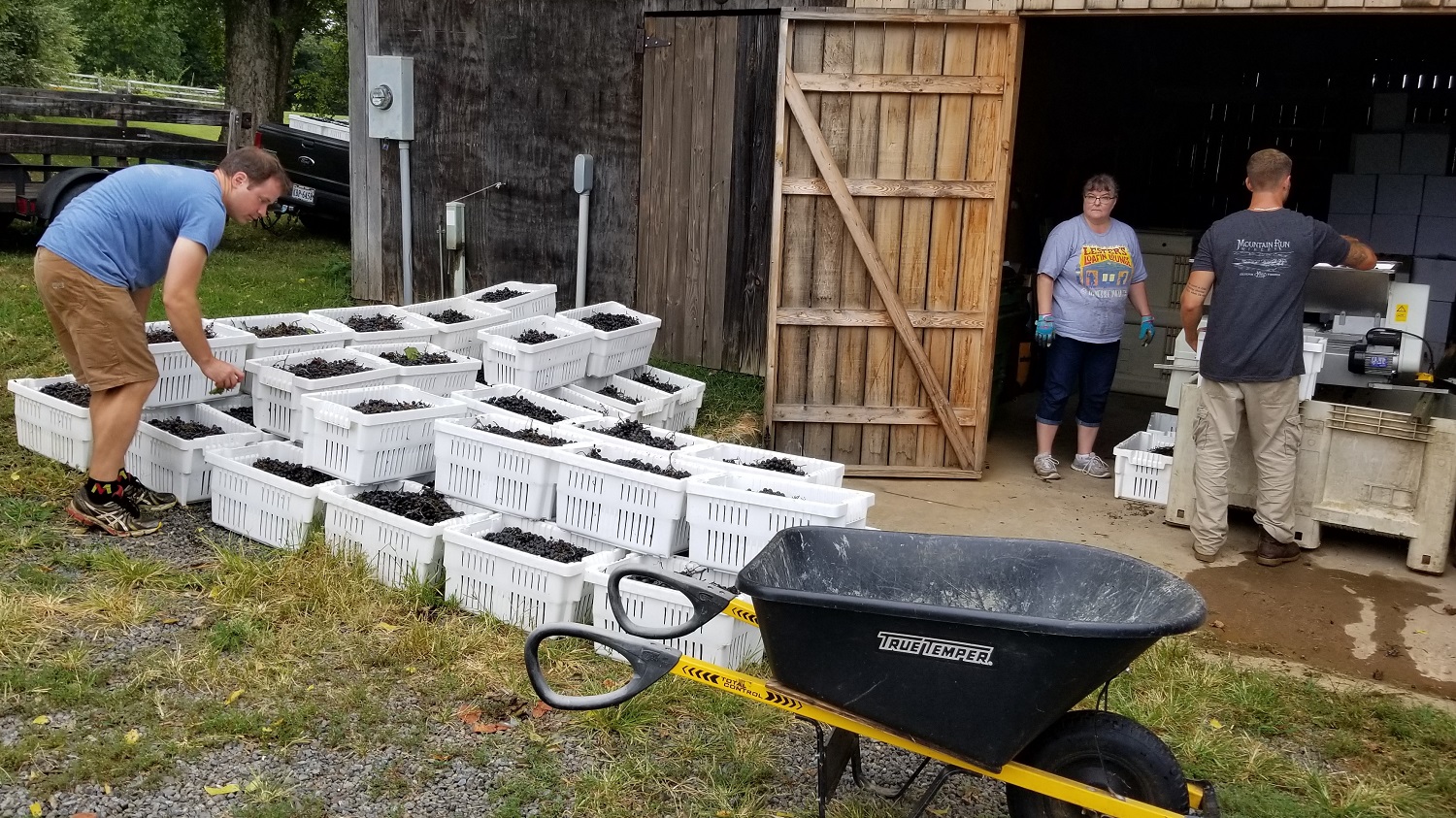 After picking the grapes are crushed