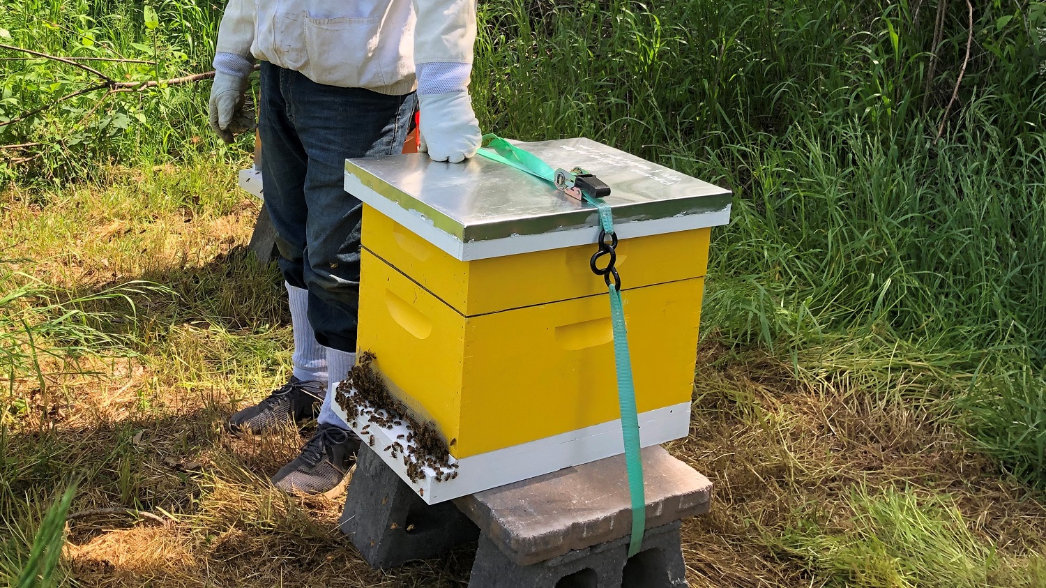 Bee hives on the farm