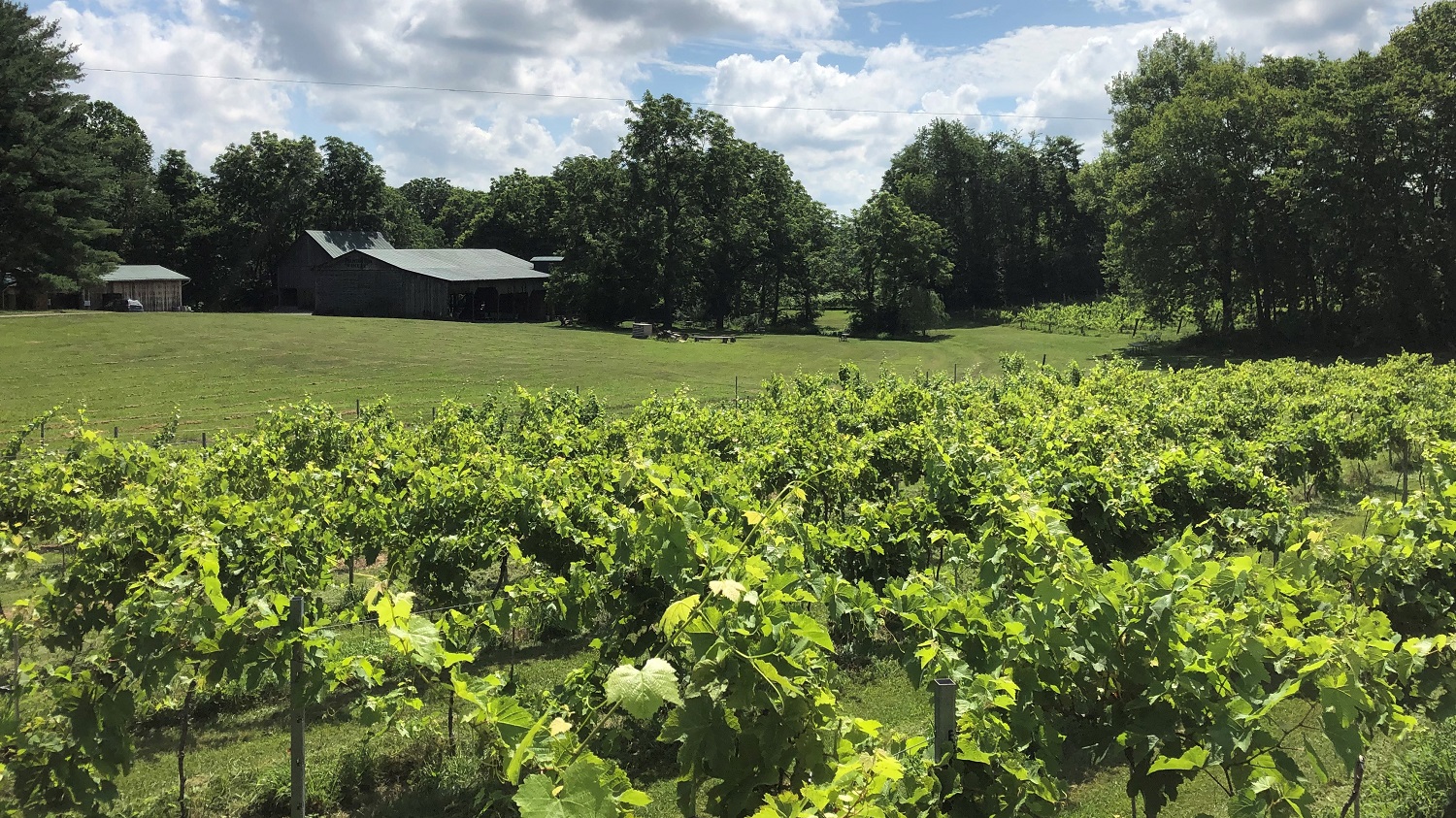 View of the barns from the vineyard