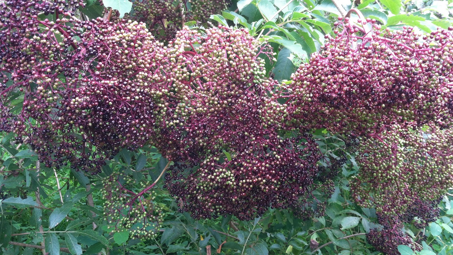 Elderberry bushes ripening
