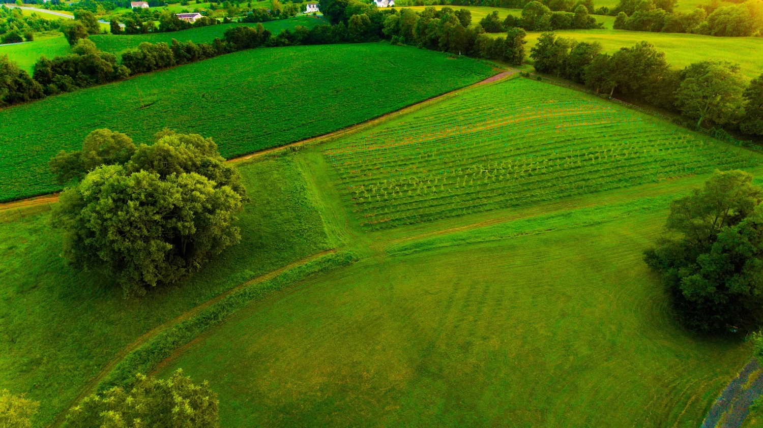 Our vineyards in the summer