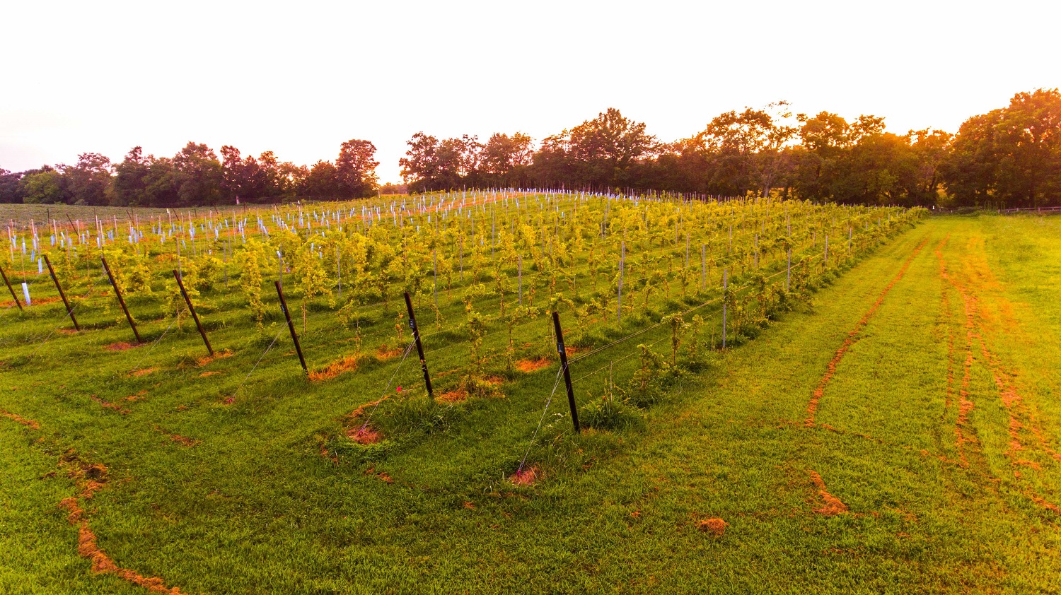 Sunset over the vineyard Our vineyards in the summer