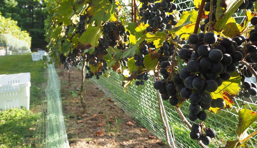 Events Mountain Run Winery