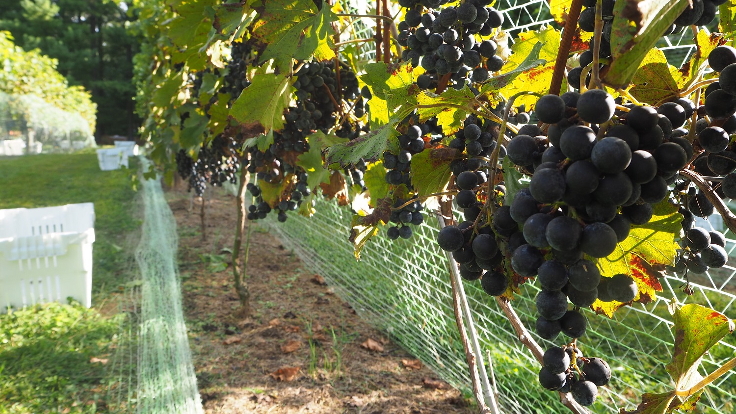 Grapes at harvest Grapes at harvest