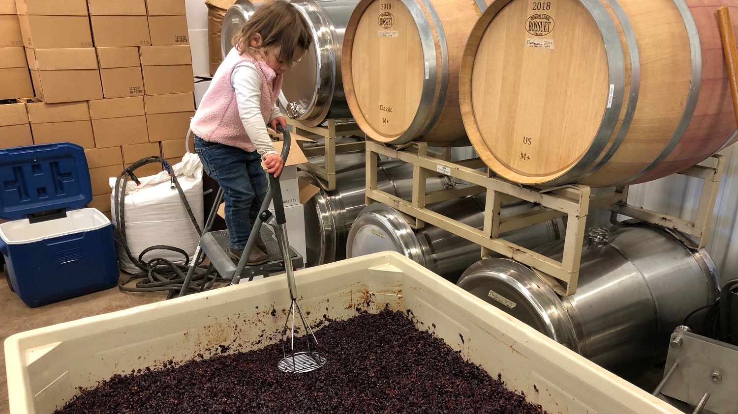 Punch the cap Red wines ferment in their skins