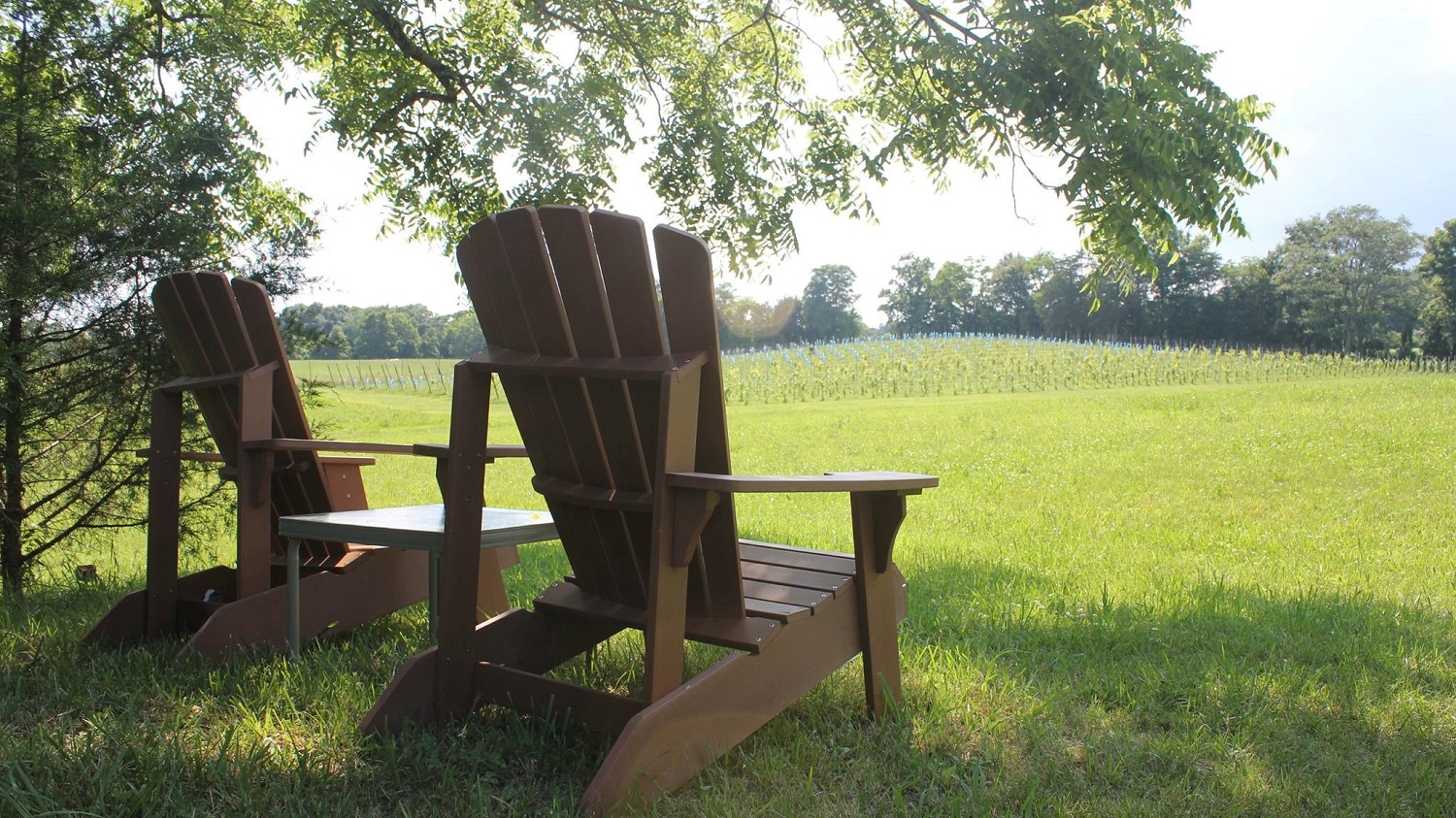 Vineyard view chairs tasting room Summer chairs overlooking the vineyard