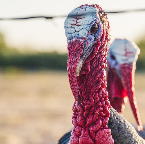 Wild turkey close up