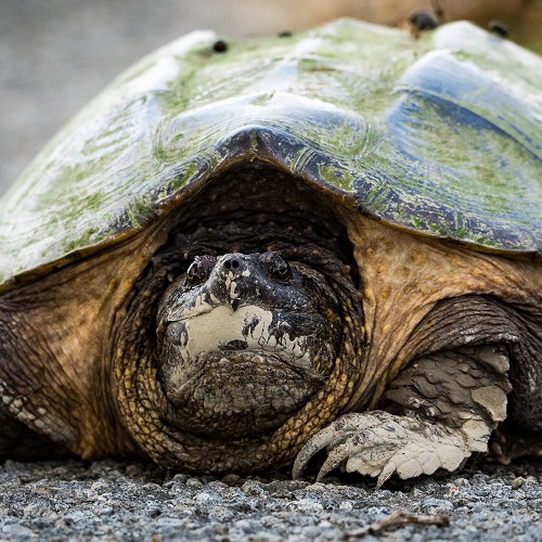 Snapping turtle on the gravel drive