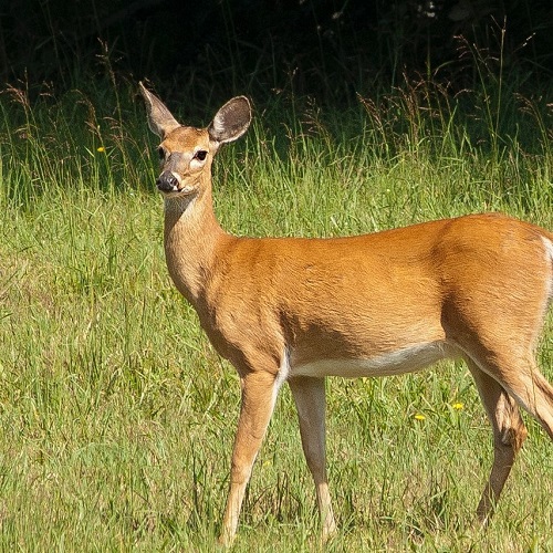 Wild Deer in the fields at Mountain Run Winery