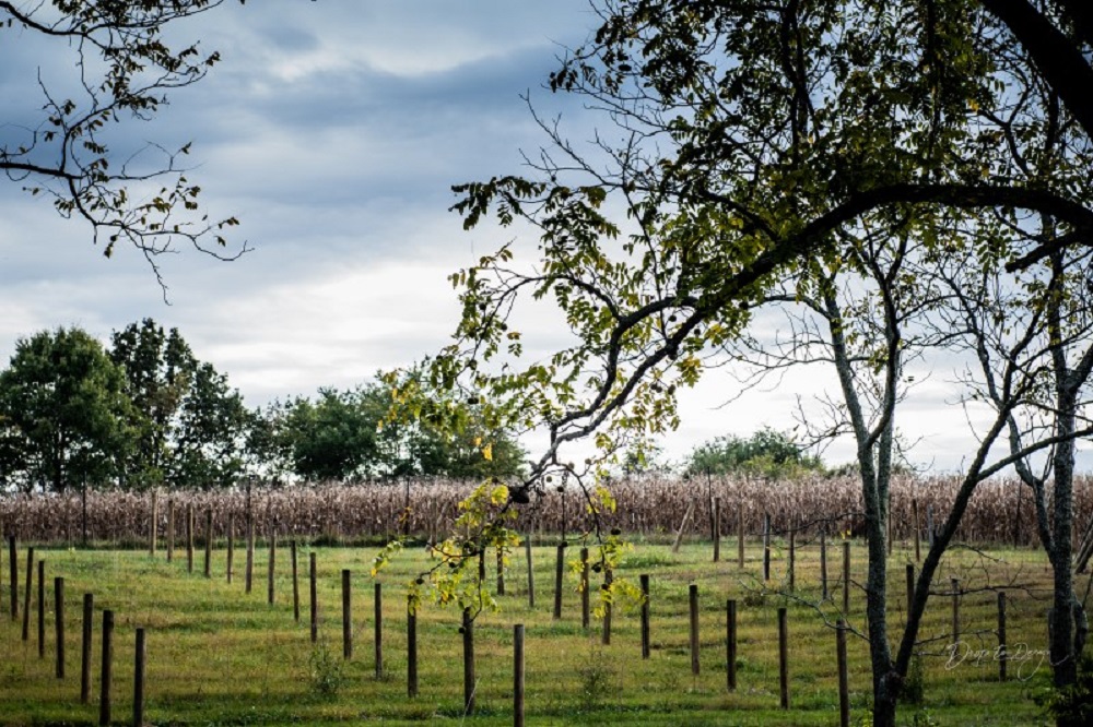 Wedding Look Book at Mountain Run Winery: Wedding ceremony in old barn