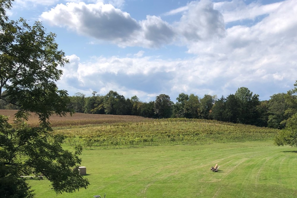 Wedding Look Book at Mountain Run Winery: couple kissing in vineyard