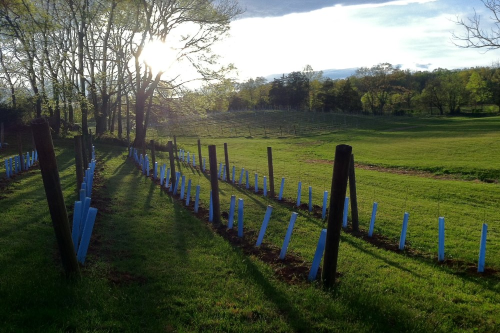 Wedding Look Book at Mountain Run Winery: Wedding party walking