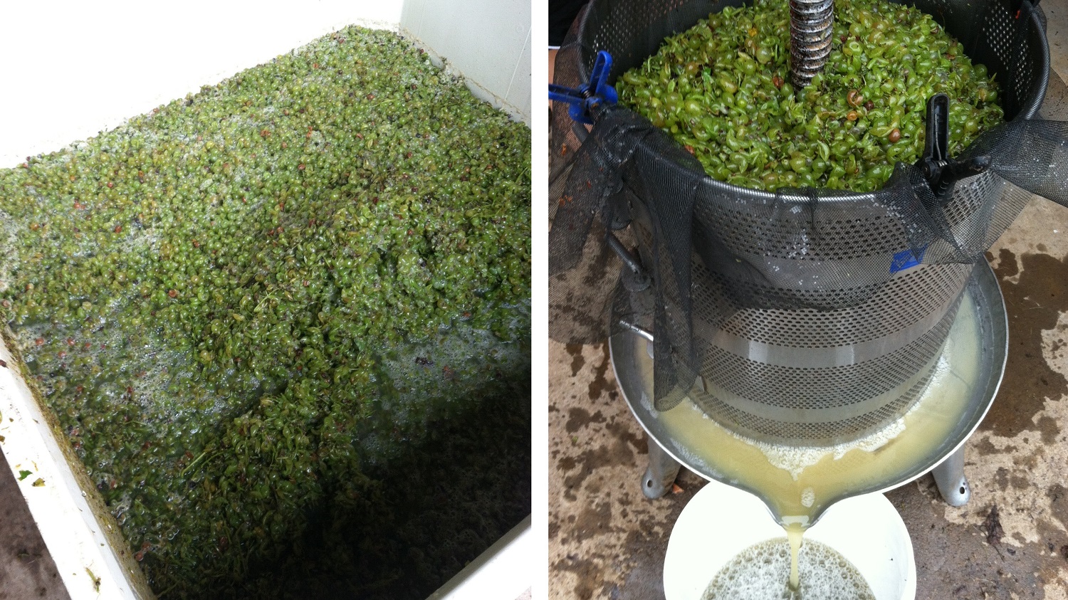 White wines are crushed and then pressed immediately