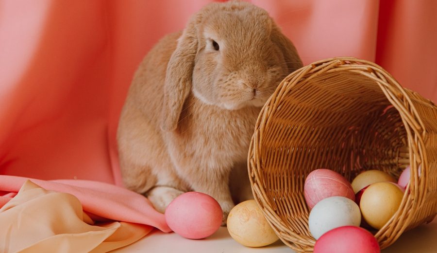 Brown bunny sitting and easter eggs in a basket