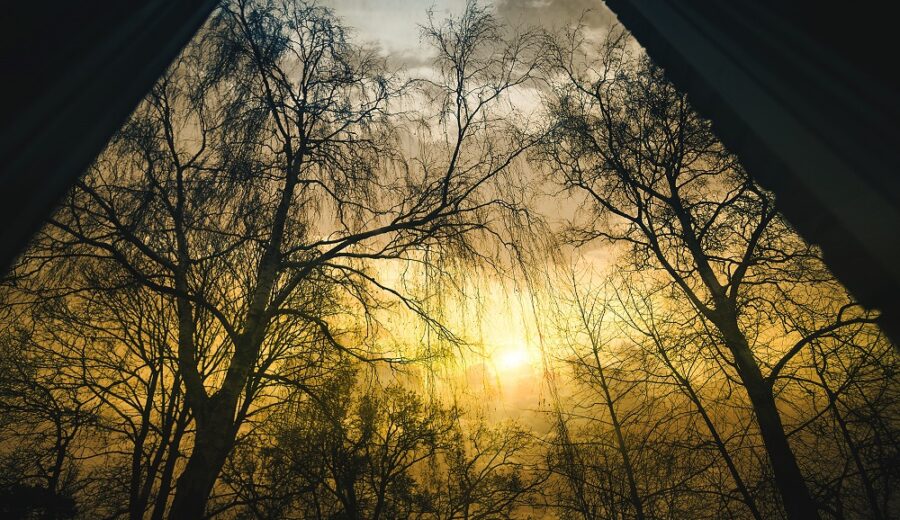 Bare Trees during Sunrise